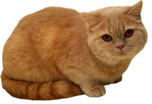 超可爱的金渐层品种猫咪橘猫459078png图片素材