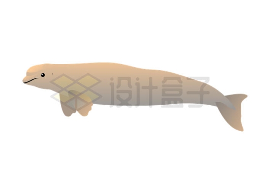 可爱的白鲸海洋哺乳动物插画8581230矢量图片免抠素材