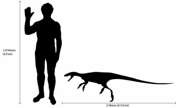 迅猛龙祖先剪影恐龙和人类大小对比图7644366png图片免抠素材