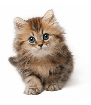 超可爱的小猫咪幼猫长毛猫幼崽180859png图片素材