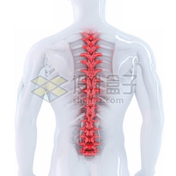 3D立体红色脊椎脊柱椎骨等内脏塑料人体模型2334999免抠图片素材