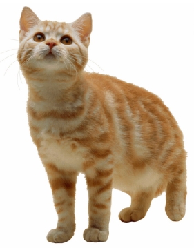 可爱的橘猫大黄猫397467png图片素材