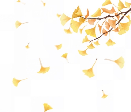 黄色的银杏树叶彩绘插画635687png图片免抠素材