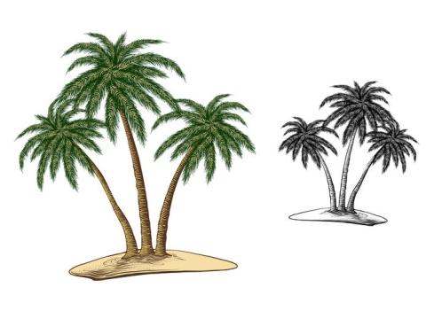 黑白和彩绘风格的热带海岛上的椰子树免抠矢量图素材