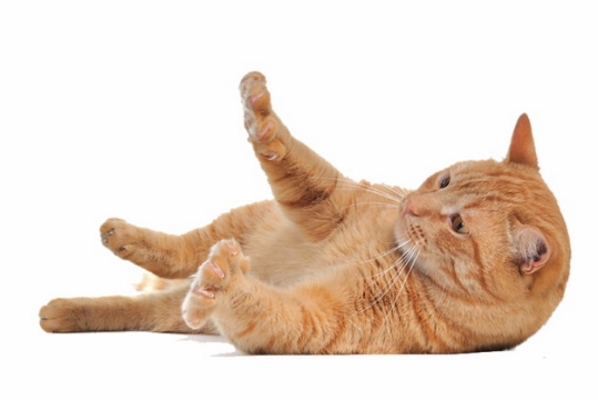 躺地上玩耍的橘猫中华田园猫518245png图片素材