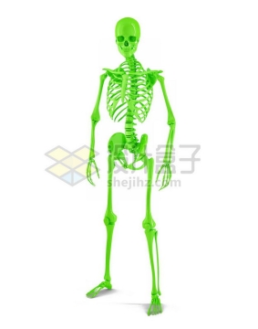 3D立体绿色人体骨架骨骼塑料人体模型7387978免抠图片素材