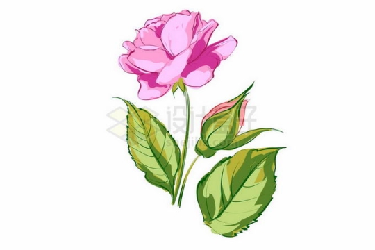 盛开的粉红色蔷薇花月季花和绿叶装饰手绘风格2859724矢量图片免抠素材