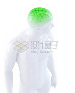 3D立体塑料人体模型绿色大脑结构7293126免抠图片素材