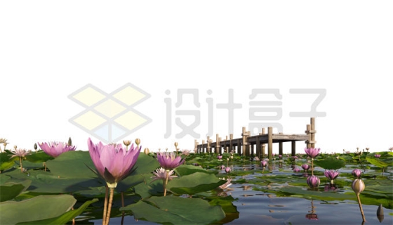公园水面上盛开的莲花和木栈桥湿地风光5924186PSD免抠图片素材