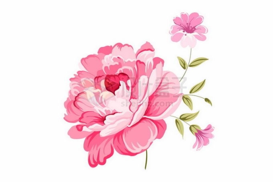 盛开的粉红色牡丹花绿叶装饰手绘风格1060319矢量图片免抠素材