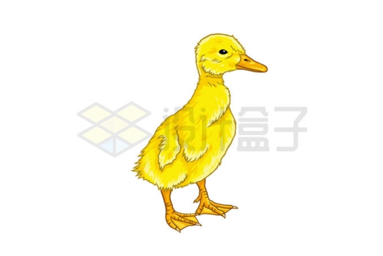 一只可爱的卡通小黄鸭9695281矢量图片免抠素材