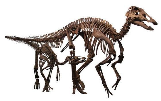 埃德蒙顿龙晚白垩纪鸟臀目鸭嘴龙科植食性恐龙化石骨架8109294png图片免抠素材