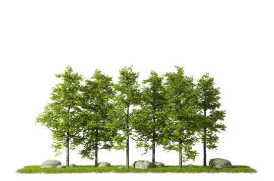草地上的一排大树绿树3D渲染图6787347PSD免抠图片素材