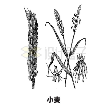小麦农作物手绘插画9501940矢量图片免抠素材