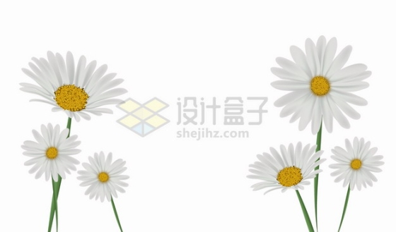 春天里的白色雏菊花朵鲜花花卉png图片素材
