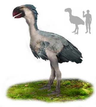 骇鸟古新世南美洲灭绝肉食性鸟类复原图和人类大小对比图4525475png图片免抠素材