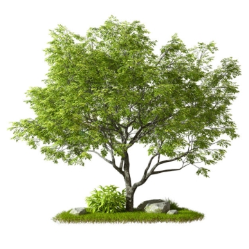 草地上的一棵大树绿树植物3D渲染图6782187PSD免抠图片素材