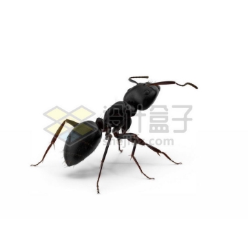 3D立体高清小蚂蚁小动物6453403图片免抠素材