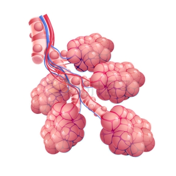 淋巴结人体免疫系统结构示意图4440357矢量图片免抠素材