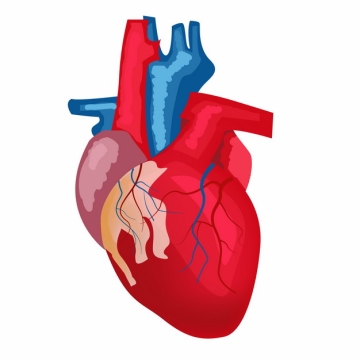 红色动脉蓝色静脉心脏解剖手绘插画496576免抠图片