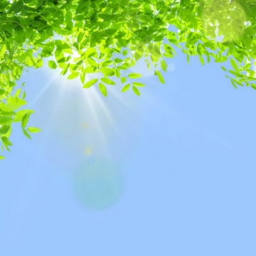 夏天夏日中午阳光照射下的树冠绿色树叶装饰边框6867950免抠图片素材