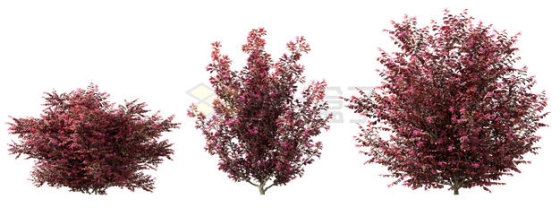 3棵红色的灌木丛小树3D渲染图4056780PSD免抠图片素材