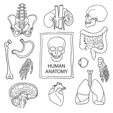 黑色线条简笔画风格手绘人体组织器官免扣图片素材