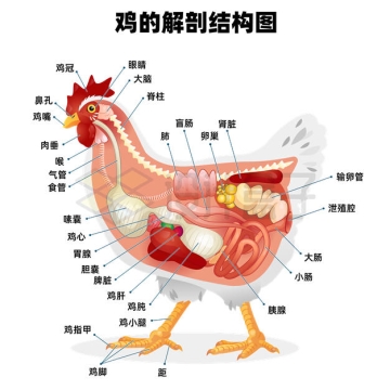 鸡的解剖结构图9248645矢量图片免抠素材