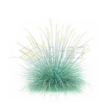 一款3D渲染开花的蓝羊茅细叶芒杂草丛观赏植物绿植3931672免抠图片素材