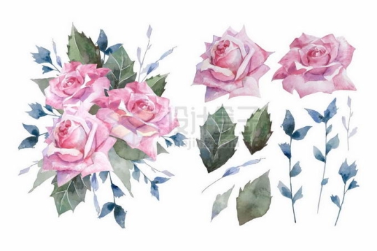 盛开的粉红色玫瑰花和叶子手绘水彩画5727328矢量图片免抠素材
