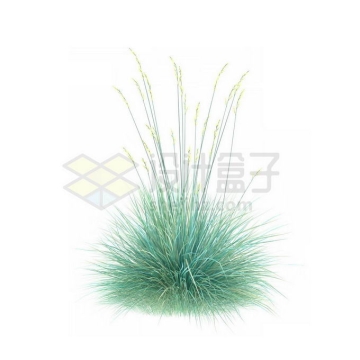 一款3D渲染开花的蓝羊茅细叶芒杂草丛观赏植物绿植1599357免抠图片素材