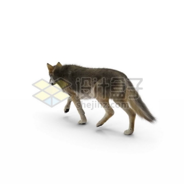 3D立体高清野狼猛兽7579477图片免抠素材