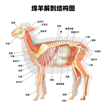 绵羊的解剖结构图5375770矢量图片免抠素材