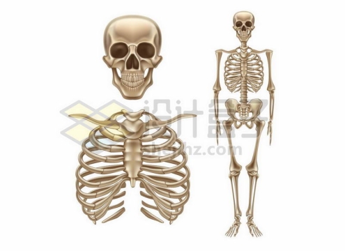 骷髅头胸腔骨人体骨架结构1826399矢量图片免费下载
