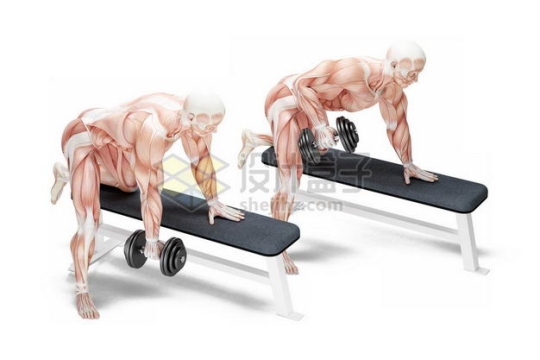 3D立体趴在哑铃凳上健身锻炼的人体肌肉组织示意图3758914免抠图片素材