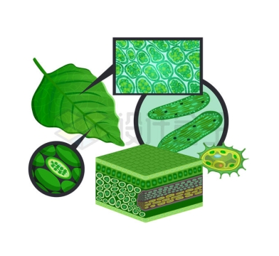 绿色植物叶片细胞结构解剖图8294177矢量图片免抠素材