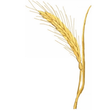 一根麦子麦穗小麦彩绘插画png免抠图片素材