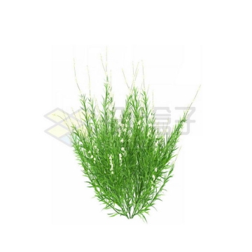 一款3D渲染的天门冬野草丛茅草观赏植物绿植5007415免抠图片素材