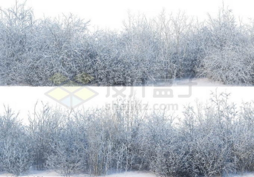 2款冬天大雪覆盖的灌木丛小树林雪景风景3858195免抠图片素材