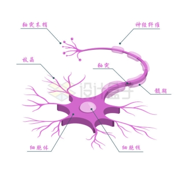 神经细胞各部位名称示意图6110438矢量图片免抠素材