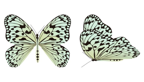 两款白底黑纹的蝴蝶昆虫图片免抠矢量素材