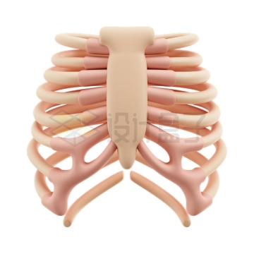 卡通胸腔椎骨胸骨肋骨3D模型6213307PSD免抠图片素材