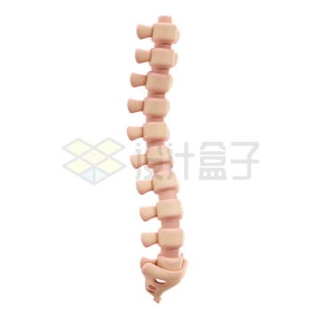 卡通脊柱脊椎骨3D模型1688229PSD免抠图片素材