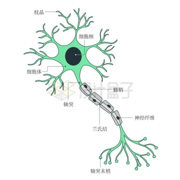 神经细胞内部结构各部位名称示意图3292743矢量图片免抠素材