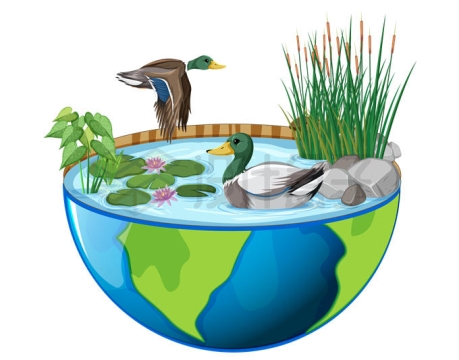 半个地球上池塘里的野鸭和莲花香蒲湿地环境5183557矢量图片免抠素材