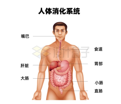 人体解剖图人体消化系统示意图2742081矢量图片免抠素材