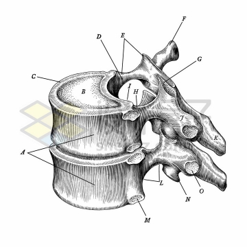 带标注的胸椎骨侧视图人体骨骼解剖图手绘素描插画png图片免抠矢量素材