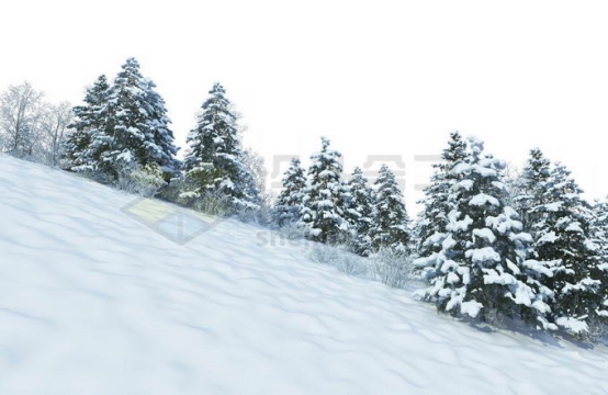 冬天大雪覆盖的山坡上的雪松树林森林雪景风景8351211免抠图片素材