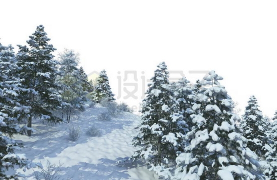 冬天大雪覆盖的山坡上的雪松树林森林雪景风景9143300免抠图片素材