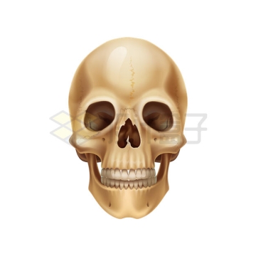 一颗人体头骨骷髅头6945797矢量图片免抠素材
